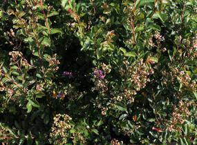 Pukol indický, krepová myrta 'Petite Orchid' - Lagerstroemia indica 'Petite Orchid'
