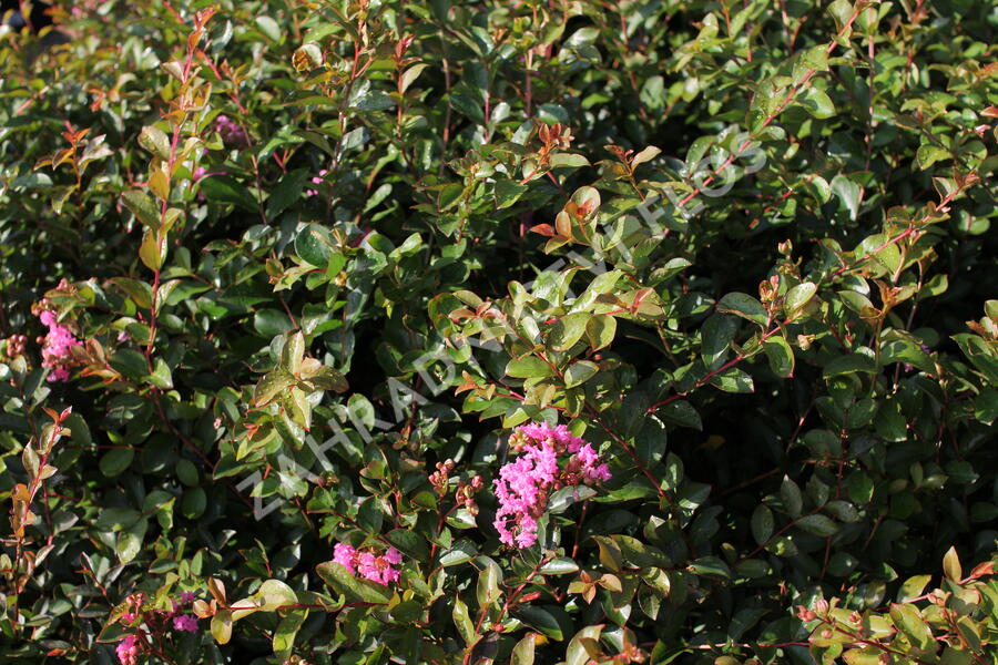 Pukol indický, krepová myrta 'Petite Pink' - Lagerstroemia indica 'Petite Pink'