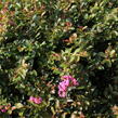 Pukol indický, krepová myrta 'Petite Pink' - Lagerstroemia indica 'Petite Pink'