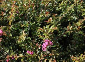 Pukol indický, krepová myrta 'Petite Pink' - Lagerstroemia indica 'Petite Pink'