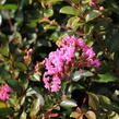Pukol indický, krepová myrta 'Petite Pink' - Lagerstroemia indica 'Petite Pink'