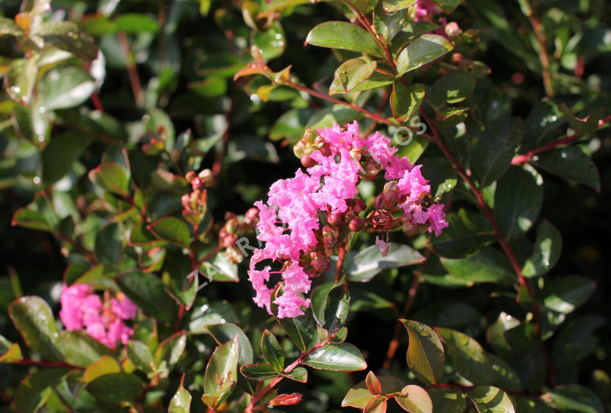 Pukol indický, krepová myrta 'Petite Pink' - Lagerstroemia indica 'Petite Pink'