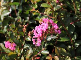 Pukol indický, krepová myrta 'Petite Pink' - Lagerstroemia indica 'Petite Pink'
