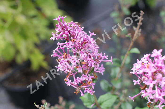 Šeřík 'Bloomerang Dark Purple' - Syringa 'Bloomerang Dark Purple'