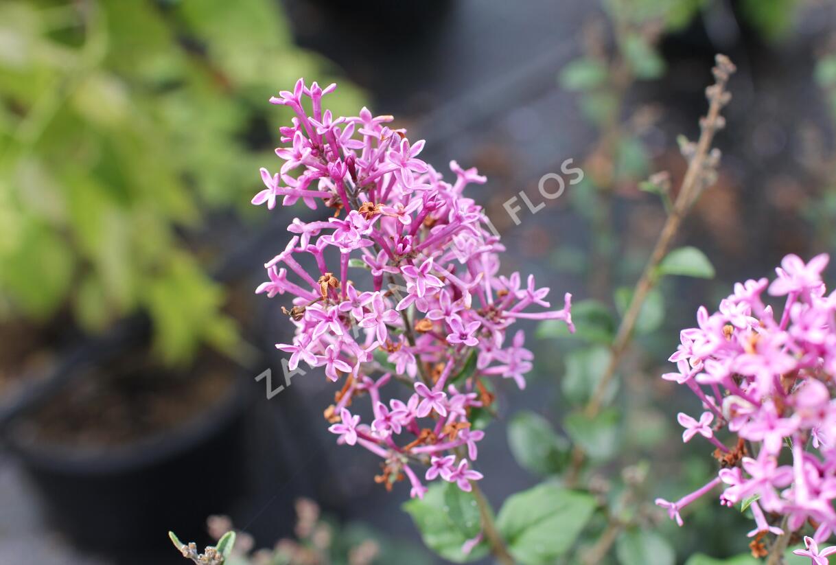 Šeřík 'Bloomerang Dark Purple' - Syringa 'Bloomerang Dark Purple'