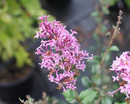 Šeřík 'Bloomerang Dark Purple'
