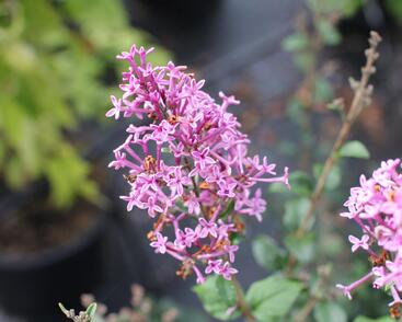 Šeřík 'Bloomerang Dark Purple'
