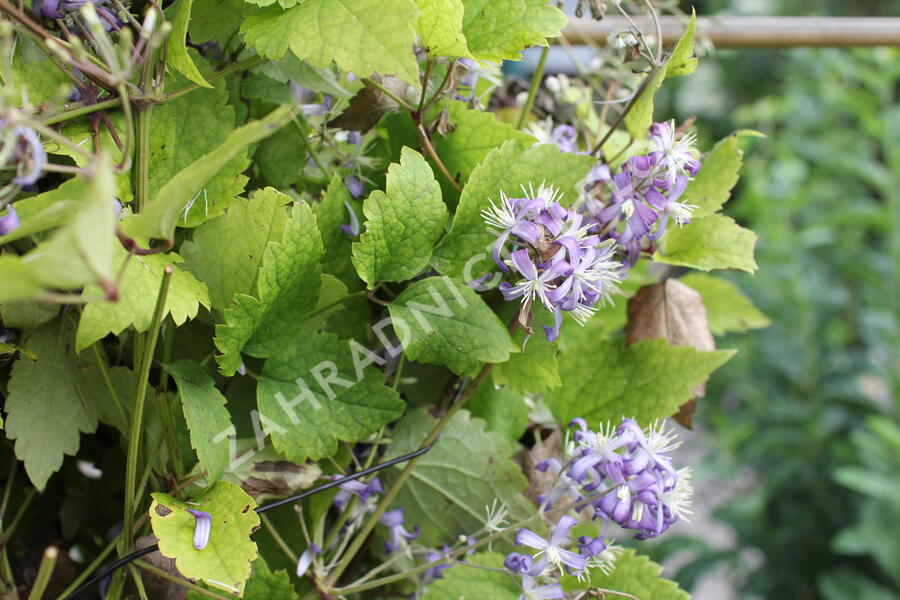 Plamének bolševníkolistý 'Stanislaus' - Clematis heracleifolia 'Stanislaus'