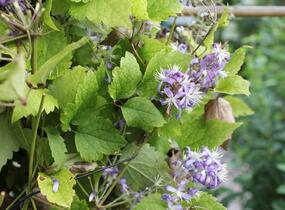 Plamének bolševníkolistý 'Stanislaus' - Clematis heracleifolia 'Stanislaus'