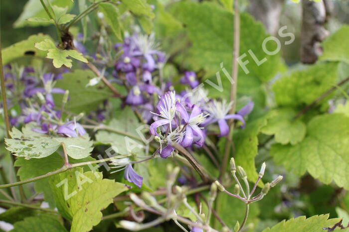 Plamének bolševníkolistý 'Stanislaus' - Clematis heracleifolia 'Stanislaus'