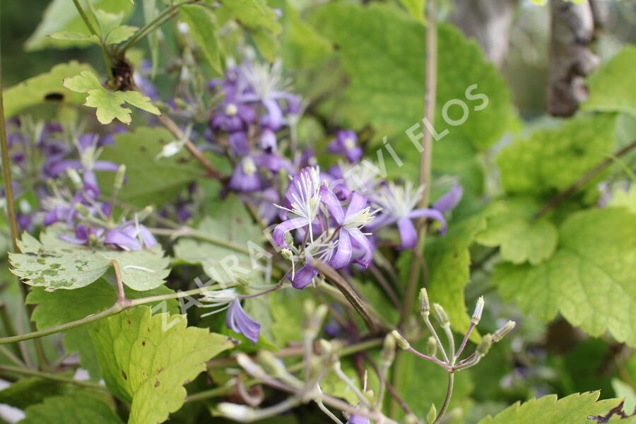 Plamének bolševníkolistý 'Stanislaus' - Clematis heracleifolia 'Stanislaus'