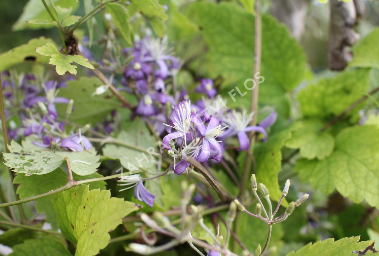 Plamének bolševníkolistý 'Stanislaus' - Clematis heracleifolia 'Stanislaus'