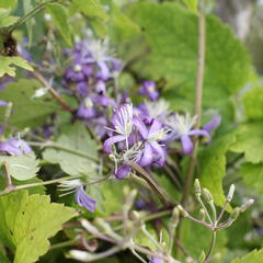 Plamének bolševníkolistý 'Stanislaus' - Clematis heracleifolia 'Stanislaus'