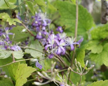 Plamének bolševníkolistý 'Stanislaus'