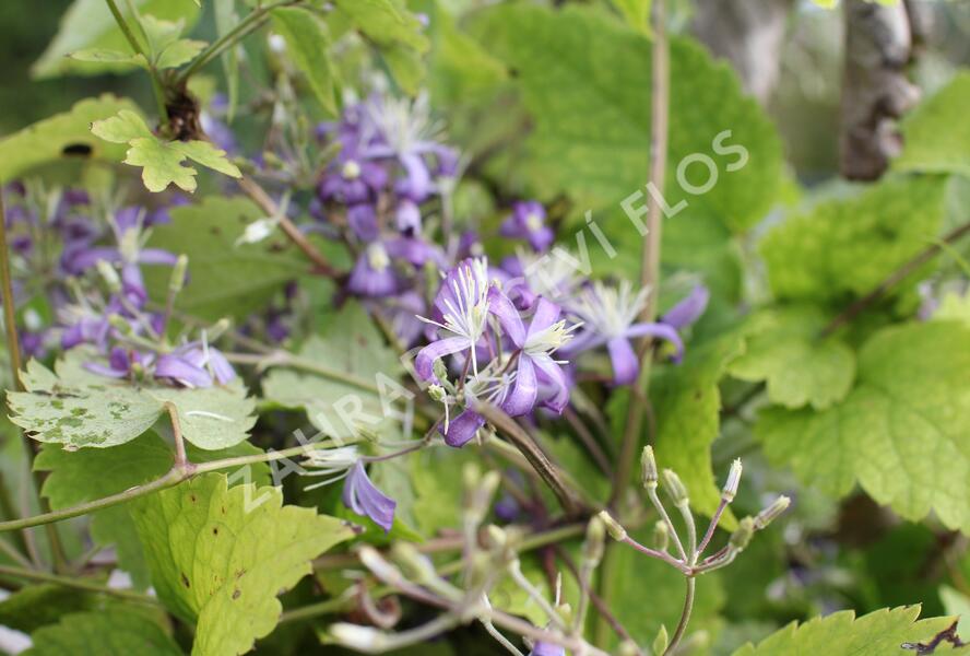 Plamének bolševníkolistý 'Stanislaus' - Clematis heracleifolia 'Stanislaus'
