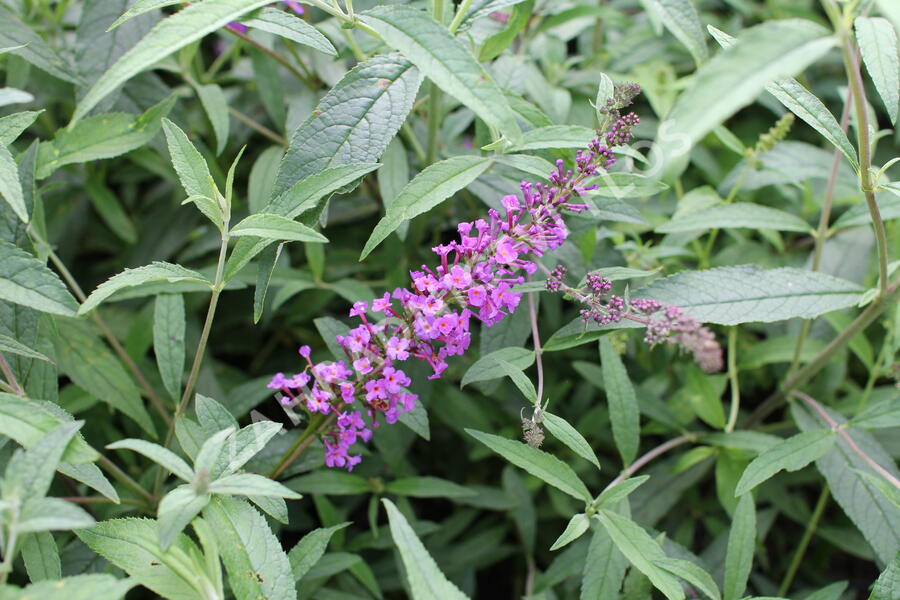 Motýlí keř, Komule Davidova 'Mix' - Buddleja davidii 'Mix'