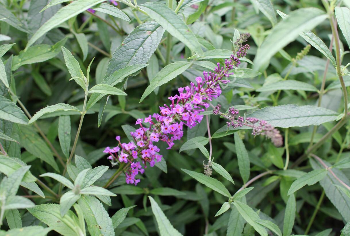 Motýlí keř, Komule Davidova 'Mix' - Buddleja davidii 'Mix'