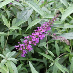 Motýlí keř, Komule Davidova 'Mix' - Buddleja davidii 'Mix'