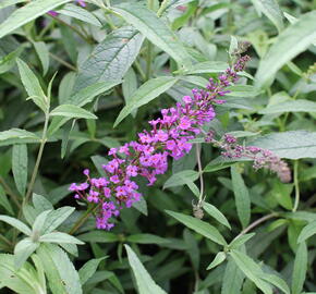 Motýlí keř, Komule Davidova 'Mix' - Buddleja davidii 'Mix'