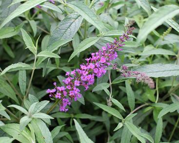 Motýlí keř, Komule Davidova 'Mix'