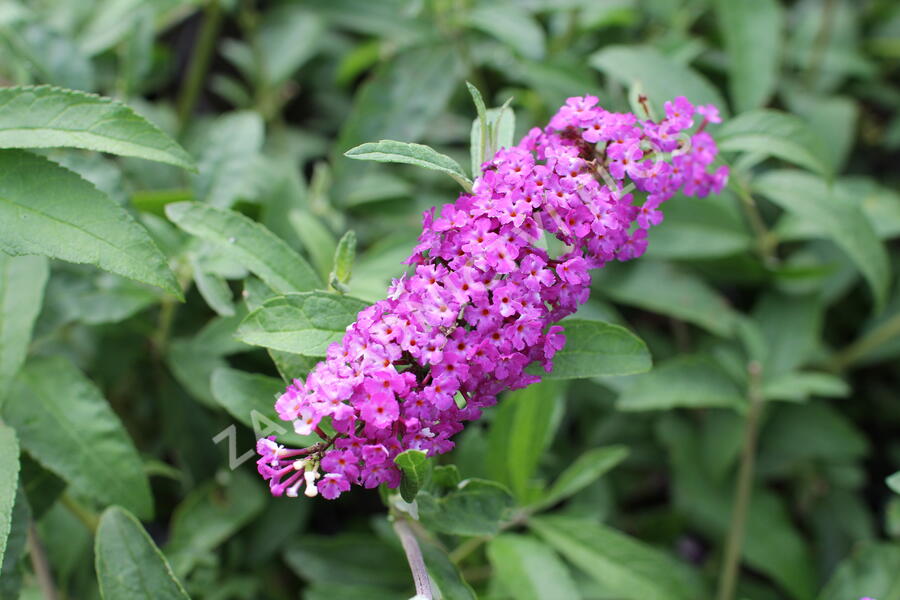Motýlí keř, Komule Davidova 'Berries and Cream' - Buddleja davidii 'Berries and Cream'