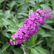Motýlí keř, Komule Davidova 'Berries and Cream' - Buddleja davidii 'Berries and Cream'