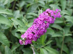 Motýlí keř, Komule Davidova 'Berries and Cream' - Buddleja davidii 'Berries and Cream'