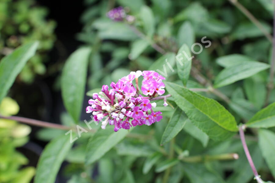 Motýlí keř, Komule Davidova 'Berries and Cream' - Buddleja davidii 'Berries and Cream'