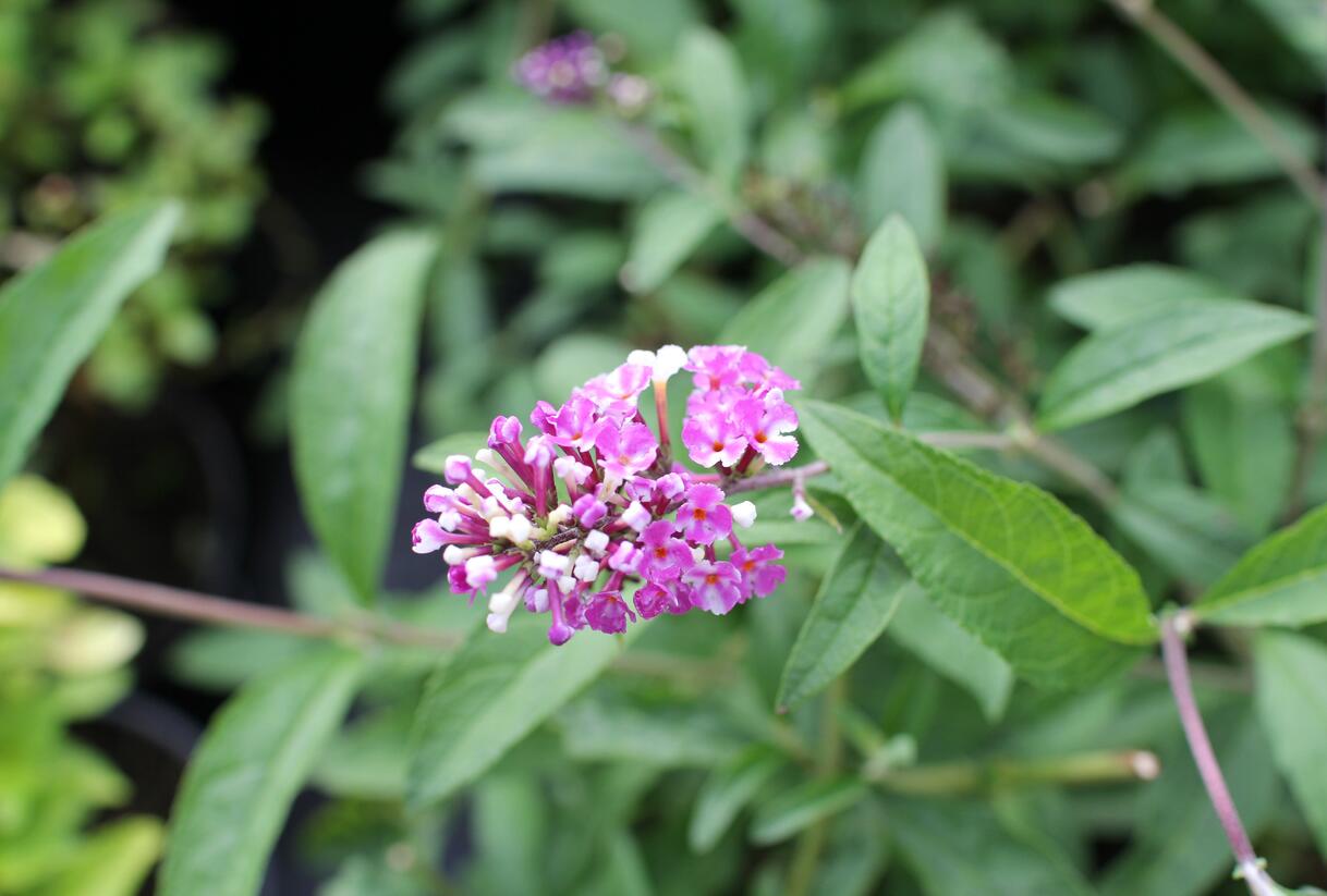 Motýlí keř, Komule Davidova 'Berries and Cream' - Buddleja davidii 'Berries and Cream'