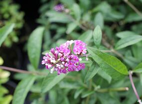 Motýlí keř, Komule Davidova 'Berries and Cream' - Buddleja davidii 'Berries and Cream'