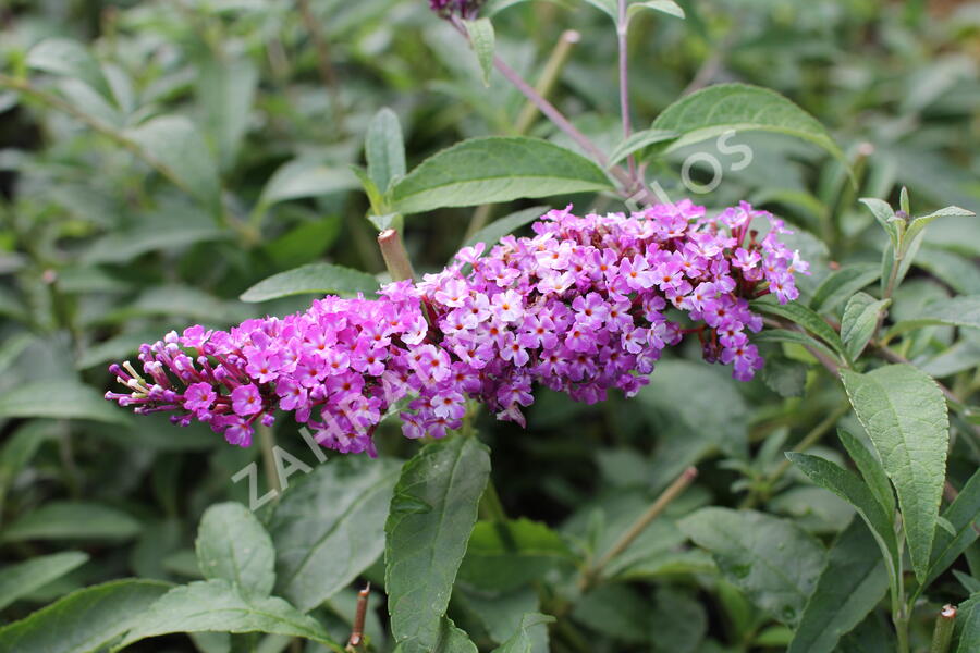Motýlí keř, Komule Davidova 'Berries and Cream' - Buddleja davidii 'Berries and Cream'