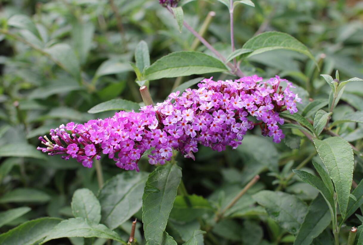 Motýlí keř, Komule Davidova 'Berries and Cream' - Buddleja davidii 'Berries and Cream'