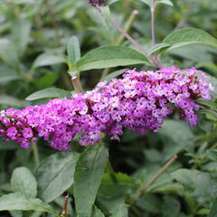 Motýlí keř, Komule Davidova 'Berries and Cream' - Buddleja davidii 'Berries and Cream'