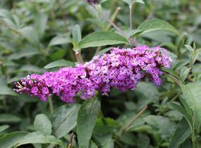 Motýlí keř, Komule Davidova 'Berries and Cream' - Buddleja davidii 'Berries and Cream'