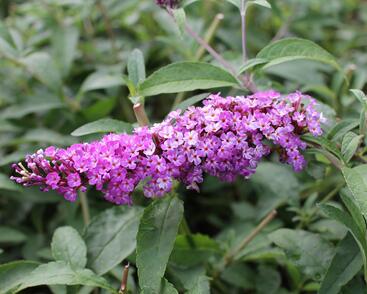 Motýlí keř, Komule Davidova 'Berries and Cream'
