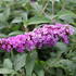 Buddleja davidii 'Berries and Cream'.JPG