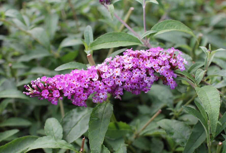 Motýlí keř, Komule Davidova 'Berries and Cream' - Buddleja davidii 'Berries and Cream'