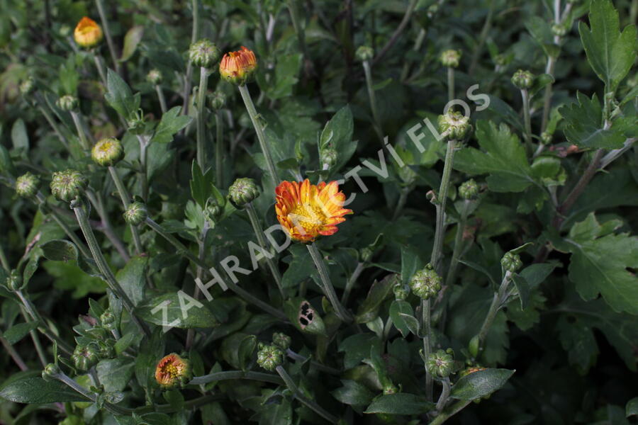 Listopadka indická 'Dernier Soleil' - Dendranthema indicum 'Dernier Soleil'