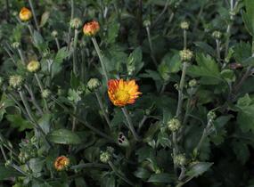Listopadka indická 'Dernier Soleil' - Dendranthema indicum 'Dernier Soleil'