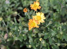 Listopadka indická 'Dernier Soleil' - Dendranthema indicum 'Dernier Soleil'
