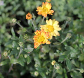 Listopadka indická 'Dernier Soleil' - Dendranthema indicum 'Dernier Soleil'