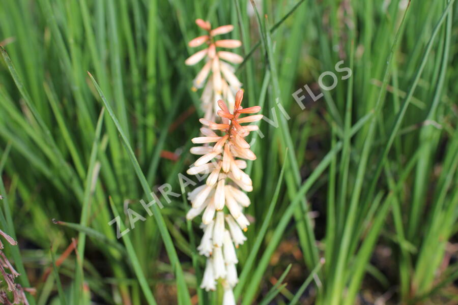 Kleopatřina jehla 'Popsicle Orange Vanilla' - Kniphofia uvaria 'Popsicle Orange Vanilla'