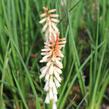 Kleopatřina jehla 'Popsicle Orange Vanilla' - Kniphofia uvaria 'Popsicle Orange Vanilla'