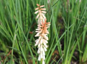 Kleopatřina jehla 'Popsicle Orange Vanilla' - Kniphofia uvaria 'Popsicle Orange Vanilla'
