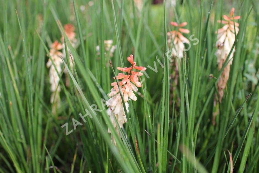 Kleopatřina jehla 'Popsicle Orange Vanilla' - Kniphofia uvaria 'Popsicle Orange Vanilla'