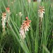 Kleopatřina jehla 'Popsicle Orange Vanilla' - Kniphofia uvaria 'Popsicle Orange Vanilla'