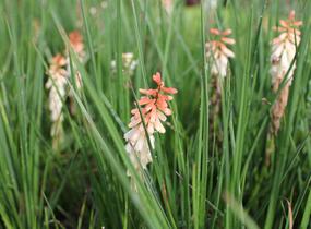Kleopatřina jehla 'Popsicle Orange Vanilla' - Kniphofia uvaria 'Popsicle Orange Vanilla'