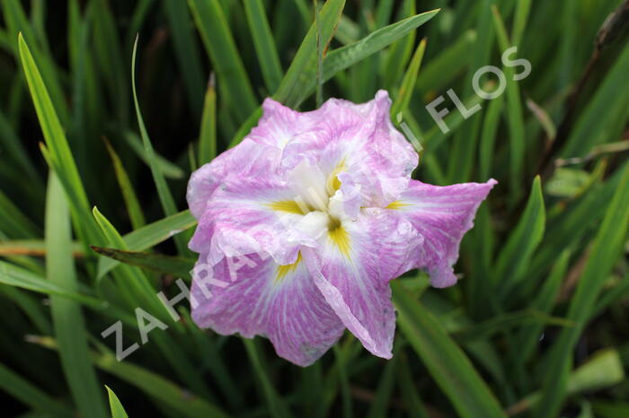 Kosatec mečovitý 'Prima Ballerina' - Iris ensata 'Prima Ballerina'