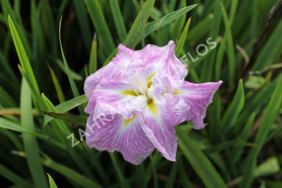 Kosatec mečovitý 'Prima Ballerina' - Iris ensata 'Prima Ballerina'