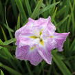 Kosatec mečovitý 'Prima Ballerina' - Iris ensata 'Prima Ballerina'